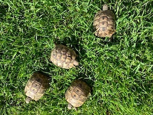  4 Maurische Landschildkröten (Testudo graeca ibera) von 2025 abzugeben