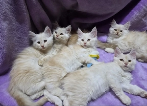 Maine Coon Kitten Katzenbaby weiß creme rot