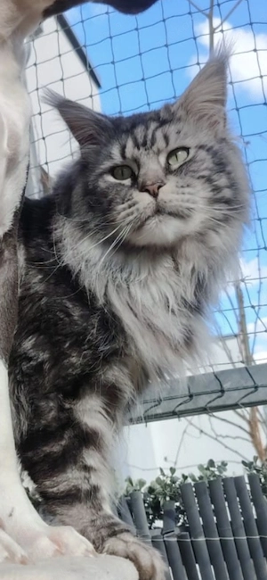 Maine Coon Deckkater Black Siber Tabby