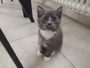 Süße mixkitten abzugeben