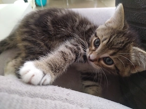 Süße mixkitten abzugeben
