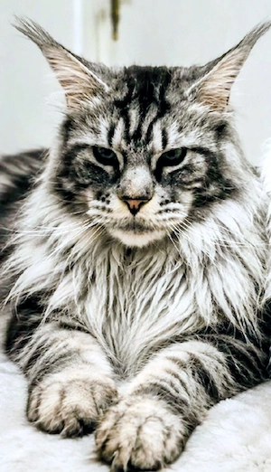 Maine Coon Deckkater Black Siber Tabby