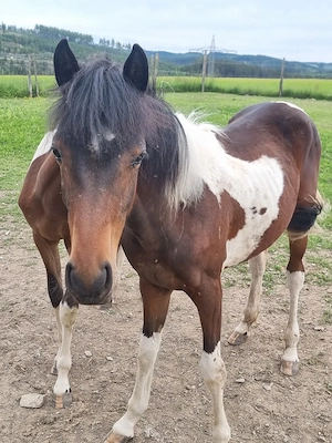 lewitzer stute 1jahr