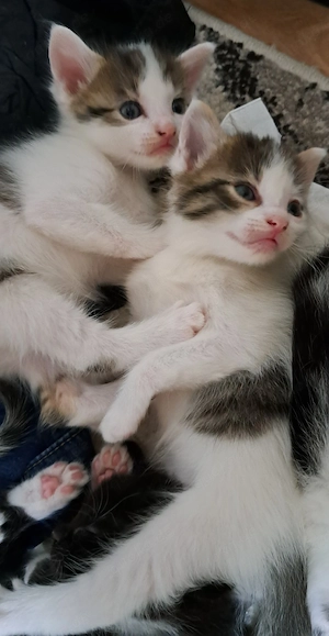 Europäische Kurzhaar kitten 