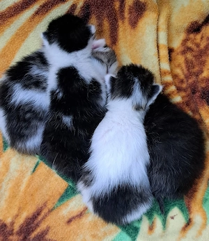 Europäische Kurzhaar kitten 