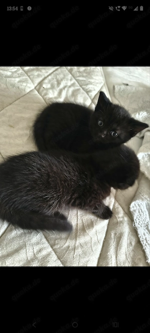 wunderschöne babykatzen suchen ein neues Zuhause 