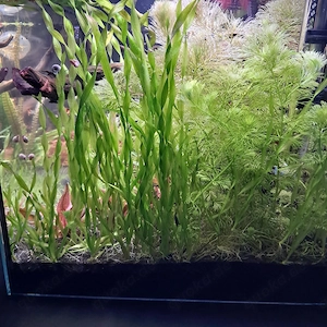 Wasserpflanzen Vallisneria u. Rotala