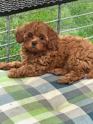  Cavapoo welpen