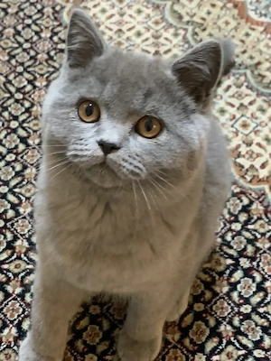 Sofort abholbereit Reinrassige 2 BKH Kater und Katzchen  in grau 12 Monate alt in grau blau