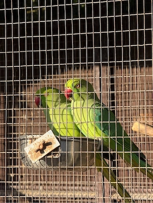 Halsbandsittiche