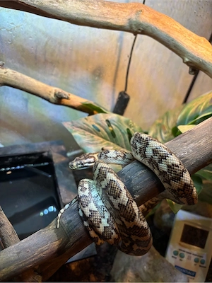 teppichpython (morellia spilota)