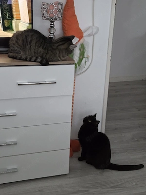 Katzen geschwister Pärchen abzugeben