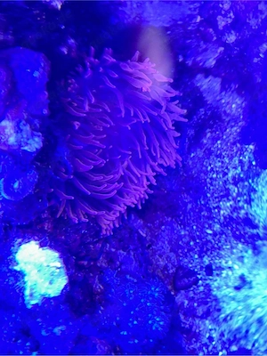 Kupferanemone abzugeben
