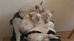 Goldige reinrassige Bengalkitten 