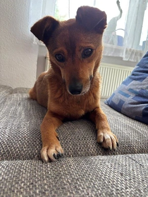 Unsere Zuckerschnute Frieda sucht ein neues Kuschelkörbchen