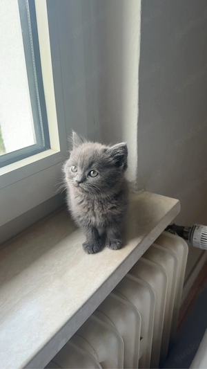 Babykatze BKH sie alt zwei Monate