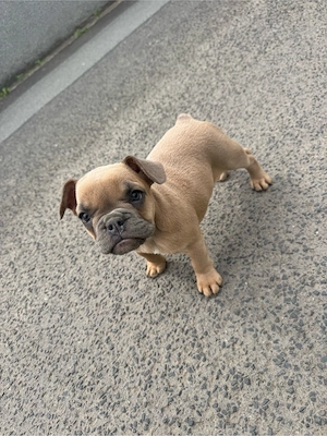Französische Bulldogge  Old English Bulldogge Welpe