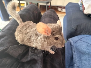 chinchilla abgilung in Leipzig 