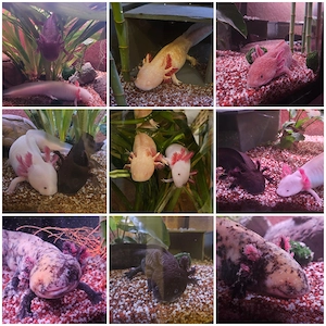 Axolotl bunte Mischung, gerne auch mit Aquarium und Technik 