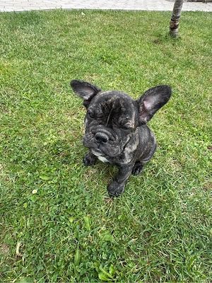 Old English Bulldogge  Französische Bulldogge Welpe