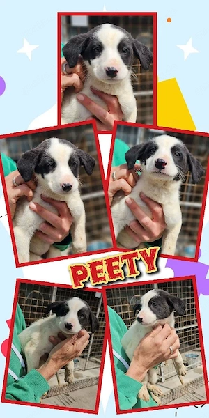 wunderschöner Welpenjunge "Peetie" sucht ein liebevolles Zuhause 