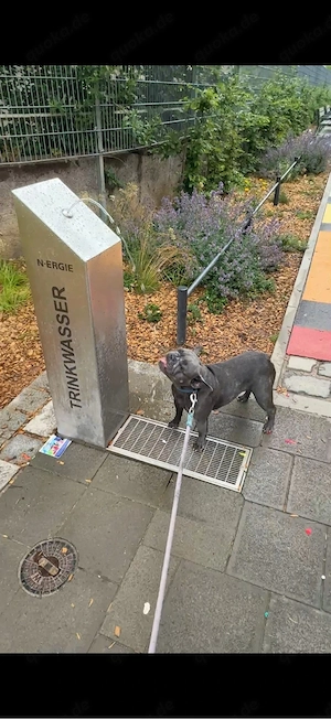 Französische Bulldogge Nala 