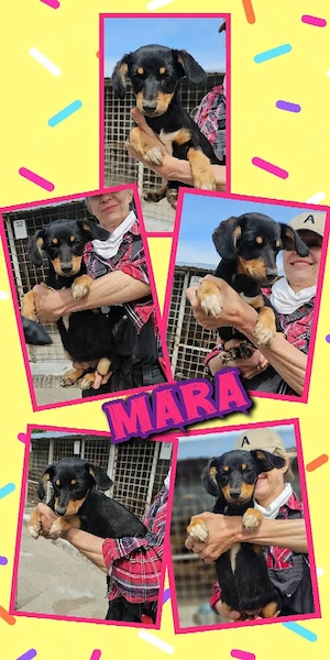 wunderschönes Welpenmädchen "Mara" sucht ein liebevolles Zuhause 