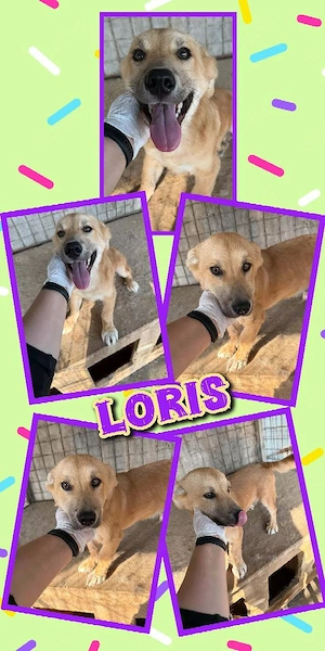 wunderschöner Welpenjunge "Loris" sucht ein liebevolles Zuhause 
