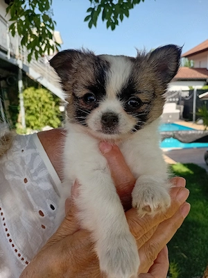 1 chihuahua welpe Langhaar 