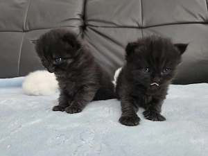 4 Wundervolle Kitten ab August abzugeben (Britisch kurz und Langhaar)