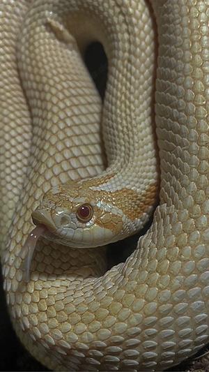 Albino Superconda Hakennasennatter Weibchen