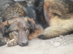 Nala ist eine ruhige und gelassene Hündin