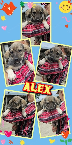 goldiger Welpenjunge "Alex" sucht ein liebevolles Zuhause 