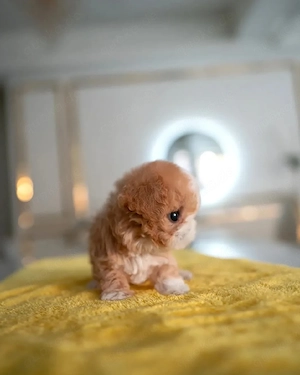 Ausgebildete Maltipoo-Welpen für liebevolle Familien 
