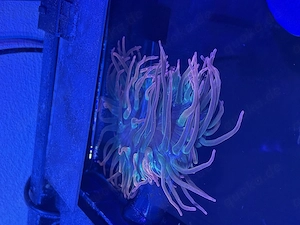 Kupferanemone 20 