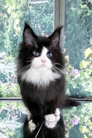 Traumhafter Tuxedo-Kitten (13 Wochen, Männchen)   Super sozial & kinderlieb!