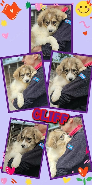 bezaubernder Welpenjunge "Cliff" sucht ein liebevolles Zuhause 