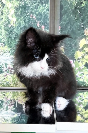 Wunderschöner Maine Coon Mix   Waldkatzen-Kitten (14 Wochen, Männchen)   Ein blauäugiger Traum!
