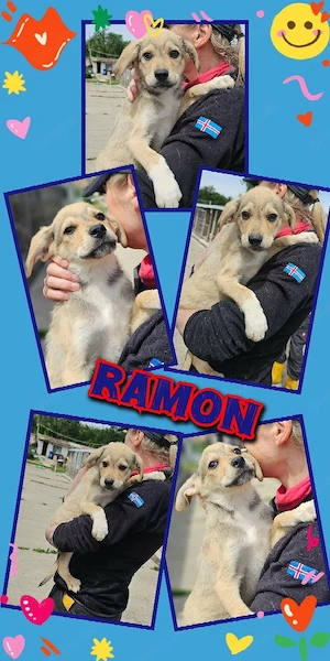 wunderschöner Welpenjunge "Ramon" sucht ein liebevolles Zuhause 