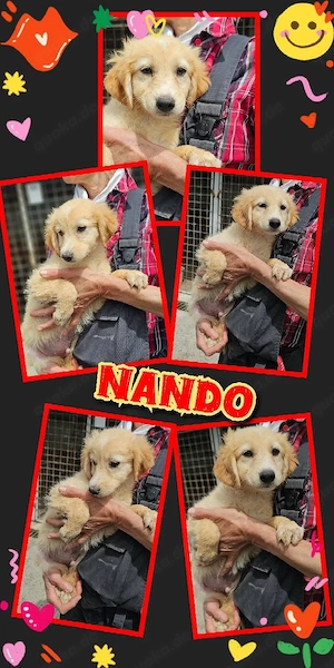 wunderschöner Welpenjunge "Nando" sucht ein liebevolles Zuhause 