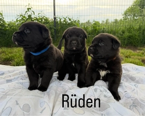 Wunderschöne Rottweiler Cane Corso Welpen