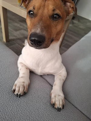 Jack Russel