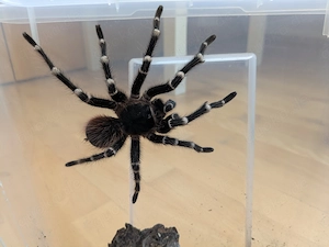 1.0 Acanthoscurria geniculata, Vogelspinne 
