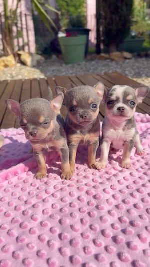 Über meine 3 Chihuahua-Welpen