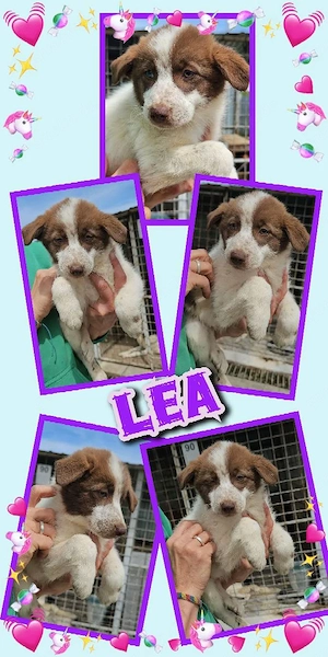 bezauberndes Welpenmädchen "Lea" sucht ein liebevolles Zuhause 