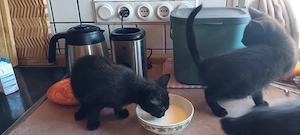 katzenbabys