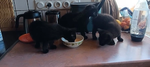 katzenbabys
