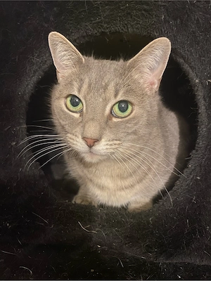 katze sucht zuhause