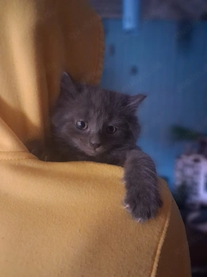 Maine Coon Norweger Kitten