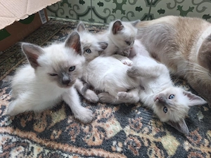 Neva Masquarade Siam Heilige Birma Edelmix Kitten
